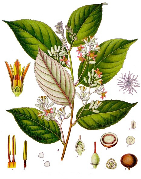 Styrax tonkinensis